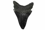 Serrated, Fossil Megalodon Tooth - South Carolina #340209-1